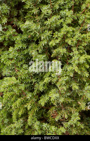 Branches d'un vert juniper close up - un fond naturel Banque D'Images