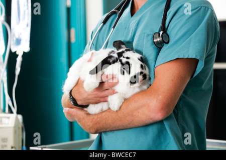 Un lapin dans pour un contrôle à une clinique vétérinaire Banque D'Images