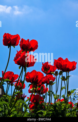 Les coquelicots rouges, Papaver, dans un jardin, contre un ciel bleu clair Banque D'Images