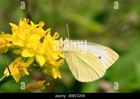 Papillon blanc du chou fleur sauvage jaune sur l'alimentation Banque D'Images