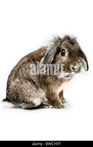 Un style potrait studio photo d'un lion à tête brune-lapin domestique sur un fond blanc. Banque D'Images