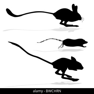 Silhouettes des rats et jerboa sur fond blanc Banque D'Images