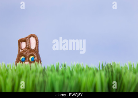 Studio shot of chocolate Easter Bunny in grass Banque D'Images