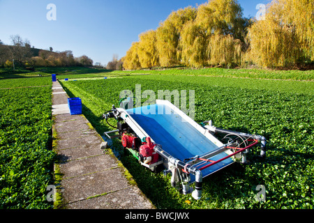 Cresson de prés ou champs dans le village de Wiltshire, Angleterre, Large Chalke UK Banque D'Images