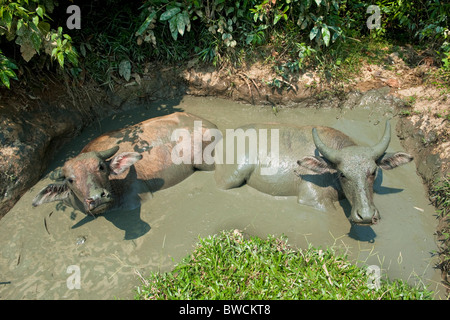 Les buffles d'eau se vautrer dans une piscine de boue. Vietnam du Nord Banque D'Images
