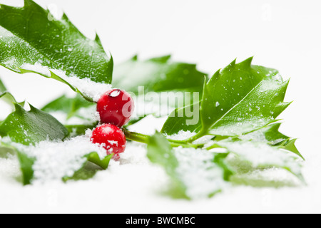États-unis, Illinois, Metamora, Studio shot of holly couverte de neige Banque D'Images
