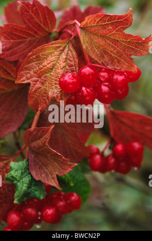 VIBURNUM OPULUS GUELDER ROSE BERRIES Banque D'Images