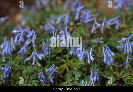 CORYDALIS FLEXUOSA CHINA BLUE Banque D'Images