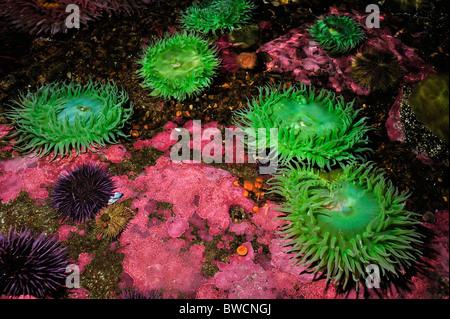 Vert géant, anémone Anthopleura xanthogrammica, captive Banque D'Images