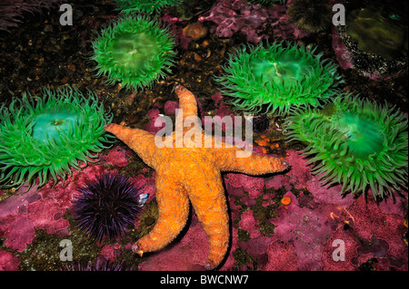 Étoile de mer ocre, Pisaster ochraceus, et vert géant, anémone Anthopleura xanthogrammica, captive Banque D'Images