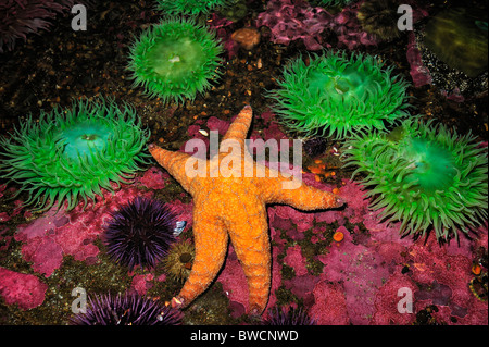 Étoile de mer ocre, Pisaster ochraceus, et vert géant, anémone Anthopleura xanthogrammica, captive Banque D'Images