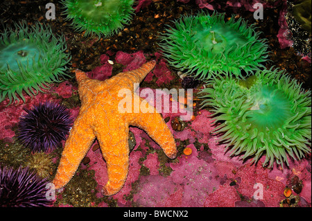 Étoile de mer ocre, Pisaster ochraceus, et vert géant, anémone Anthopleura xanthogrammica, captive Banque D'Images