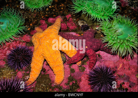 Étoile de mer ocre, Pisaster ochraceus, et vert géant, anémone Anthopleura xanthogrammica, captive Banque D'Images