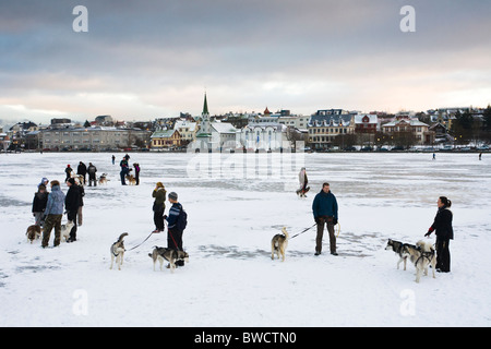 Les propriétaires de chiens husky recueillir sur les glaces du lac Tjornin le dernier jour de l'année. Reykjavik Islande Banque D'Images