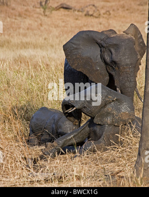 Une mère et son petit éléphant jeter de la poudre d'eux-mêmes après les avoir fait rouler dans la boue pour se rafraîchir. Banque D'Images