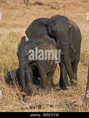 Une mère et son petit éléphant jeter de la poudre d'eux-mêmes après les avoir fait rouler dans la boue pour se rafraîchir. Banque D'Images