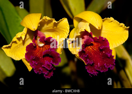 Jaune et bourgogne hybride cattleya orchid au Jardin Botanique Peradeniya, Sri Lanka Banque D'Images