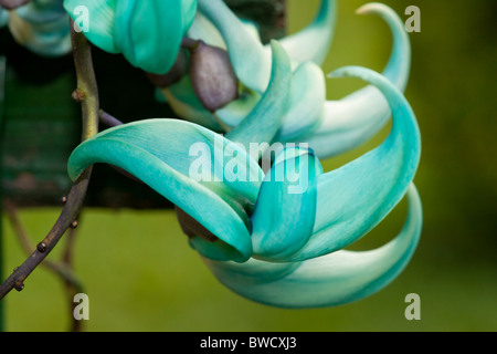 Strongylodon macrobotrys Jade, vigne, jardins botaniques de Peradeniya, Sri Lanka Banque D'Images