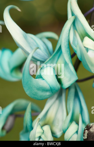 Strongylodon macrobotrys Jade, vigne, jardins botaniques de Peradeniya, Sri Lanka Banque D'Images