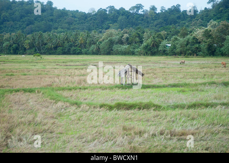 À l'abri dans une rizière, Sri Lanka Banque D'Images