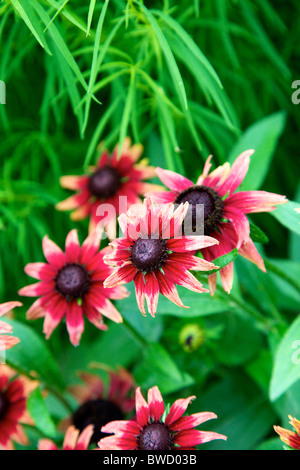 Rudbeckia 'Cherry Brandy' Fleurs en croissance dans la Loire France en août Banque D'Images