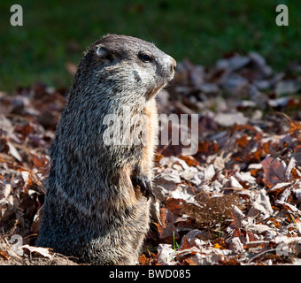 Howell Nature Centre pousse la faune. Toutes les photos sont en vente contact paulcannonstudio.com Banque D'Images