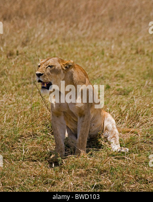 Une femme lion repose à la suite d'un échec de chase dans le cratère du Ngorongoro. Banque D'Images