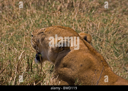 Un lion femelle béant repose à la suite d'une poursuite infructueuse dans le cratère du Ngorongoro. Banque D'Images
