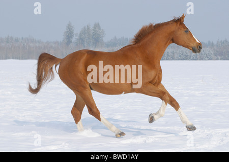 Cheval warmblood allemand galoper dans le paddock d'hiver Banque D'Images