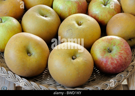 Egremont Russet et pommes Cox dans panier Banque D'Images