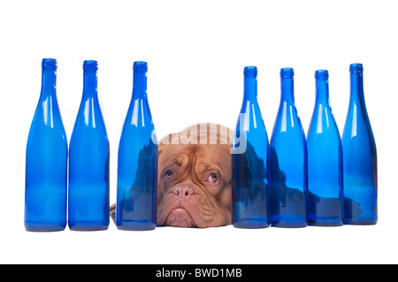 Fatigué dogue de Bordeaux situées entre les bouteilles de vin vides Banque D'Images