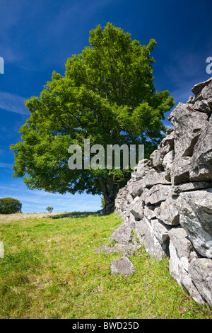 En été, un frêne commun arbre en face d'un mur en pierre sèche (Auvergne - France). Frêne devant un mur de pierres sèches (France). Banque D'Images