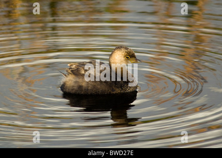 Le grèbe à bec bigarré - Green Cay Wetlands - Delray Beach, Floride, USA Banque D'Images