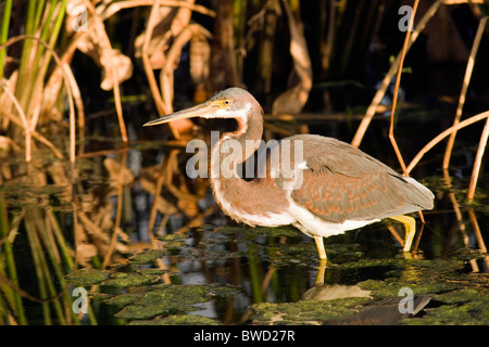 Aigrette tricolore immatures - Green Cay Wetlands, Delray Beach, Floride, USA Banque D'Images