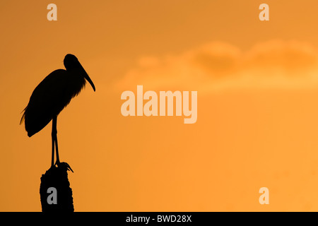 Cigogne en bois Coucher du Soleil - Green Cay Wetlands - Delray Beach, Floride, USA Banque D'Images