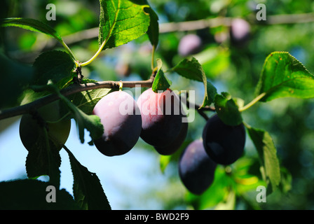 Prunier européen (Prunus domestica) Banque D'Images