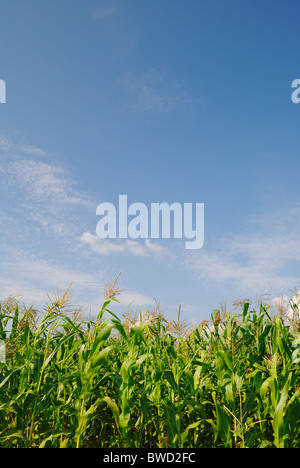 Les plants de maïs en été, l'ouest de l'Ukraine, l'Europe de l'Est Banque D'Images