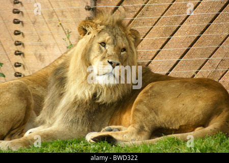 Lion au zoo Banque D'Images