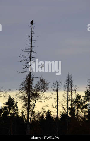 Des profils à queue blanche (Haliaetus albicilla) sur un arbre haut avec deux corbeaux. Banque D'Images