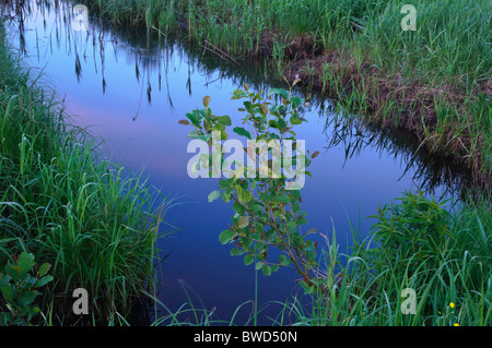 Alnus glutinosa aulne noir sur une banque de fossé de drainage Banque D'Images