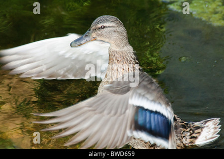 Jeune femelle Canard colvert Anas platyrhynchos les ailes battantes Banque D'Images