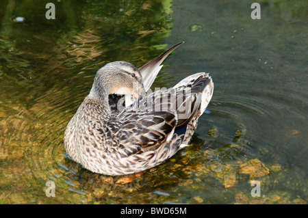 Jeune femelle Canard colvert Anas platyrhynchos plumes nettoyage Banque D'Images