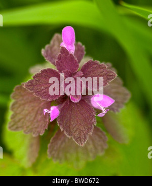 Lamier rouge (lamium purpureum) Banque D'Images