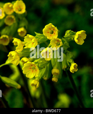 Primula veris (Coucou bleu ; syn. Primula officinalis Hill) est une plante à fleurs du genre Primula. Banque D'Images