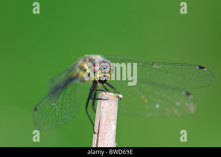 Sympetrum danae dard noir dragonfly resting Banque D'Images