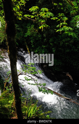 Drake falls Silver Falls State Park USA Oregon Trail de dix Falls Canyon Trail Banque D'Images