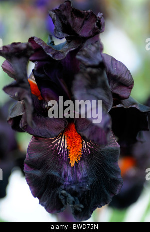 Violet foncé fleur noire fleur iris vivaces kiss draculas barbe orange Banque D'Images