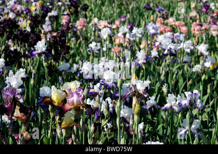 Tall bearded iris iris fleurs parterre de fleur de multiples couleurs multi beaucoup de différentes couleurs lit pérennes mixtes Banque D'Images