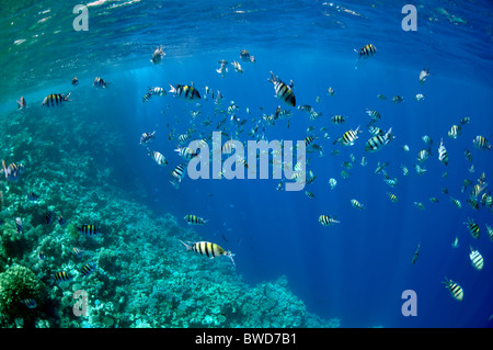 La photo montre un grand nombre de poissons abudefduf, natation autour de récifs coralliens, dans l'eau de mer rouge, Égypte, près de la ville de Dahab. Banque D'Images