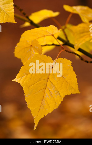 Acer rufinerve 'Albolimbatum', Snakebark Maple, en automne Banque D'Images